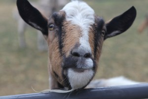 "Do you have a snack for me?  Cuz you know, there's a snack dispenser to your right........next to the empty Purel dispenser."