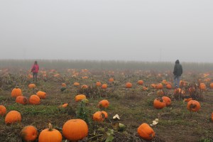 A foggy morning over the sea of orange!