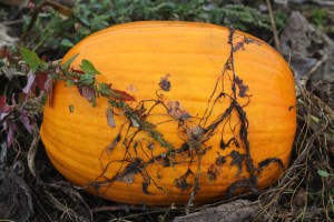 Nature's decorations