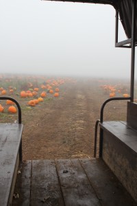 Bye-Bye Pumpkin patch!