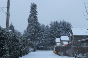 Our little quiet neighborhood