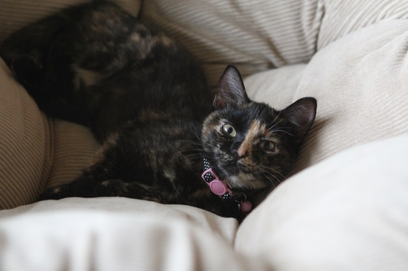 Today's "claimjumper" was Oswin.  Cute little mooch!